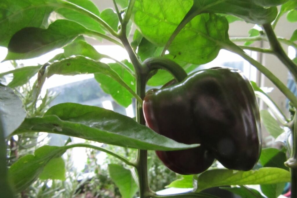 Why Are My Bell Peppers Turning Black?