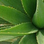Do Aloe Leaves Grow Back?