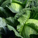 How To Grow Cabbage In Containers: An Easy Guide