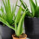 How Long Does Aloe Vera Take To Grow? (Plus Tips For Better Growth)