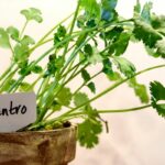 How To Harvest Cilantro Without Killing The Plant