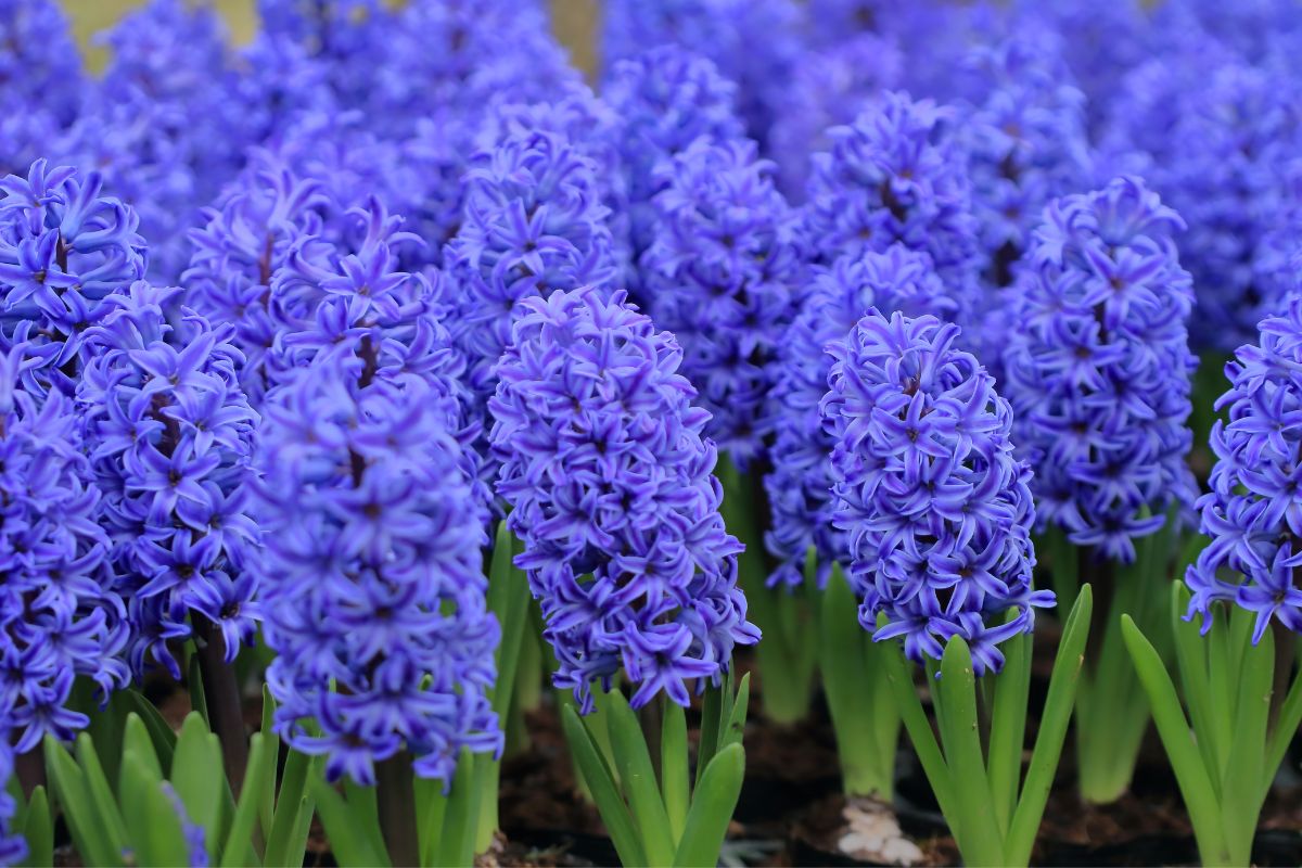 Growing Hyacinths From Seed