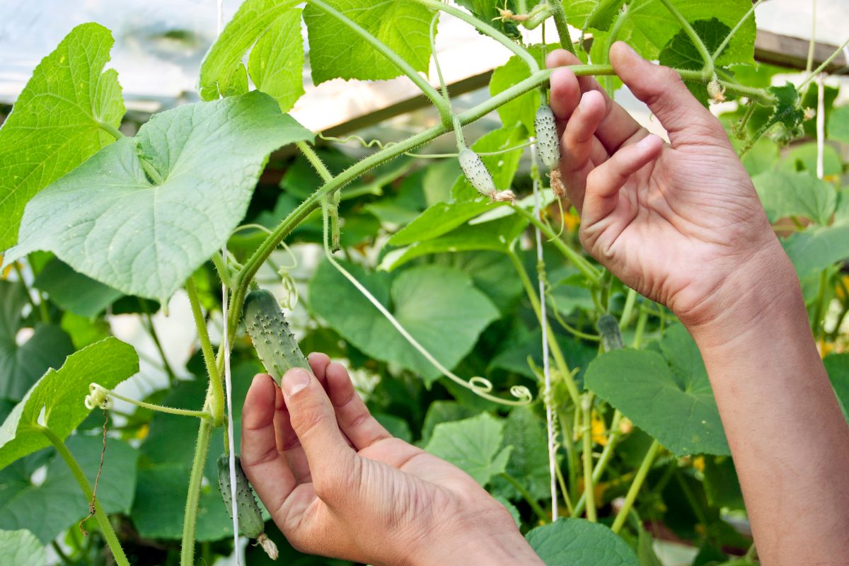 Reasons Why Your Cucumbers May Not Be Growing