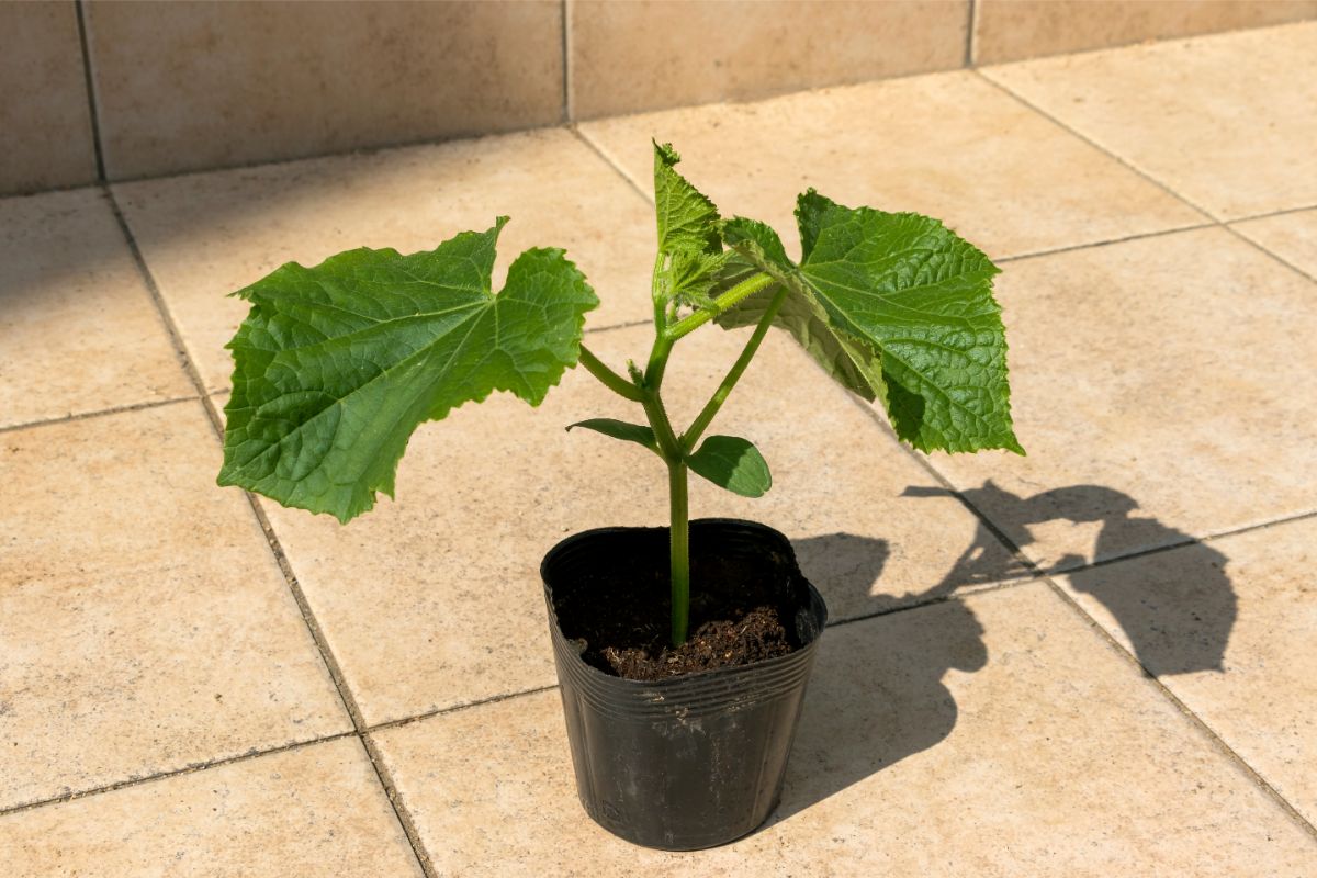 Growing Cucumbers In A Pot