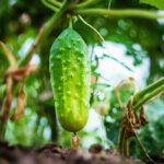 How To Grow Slicing Cucumbers