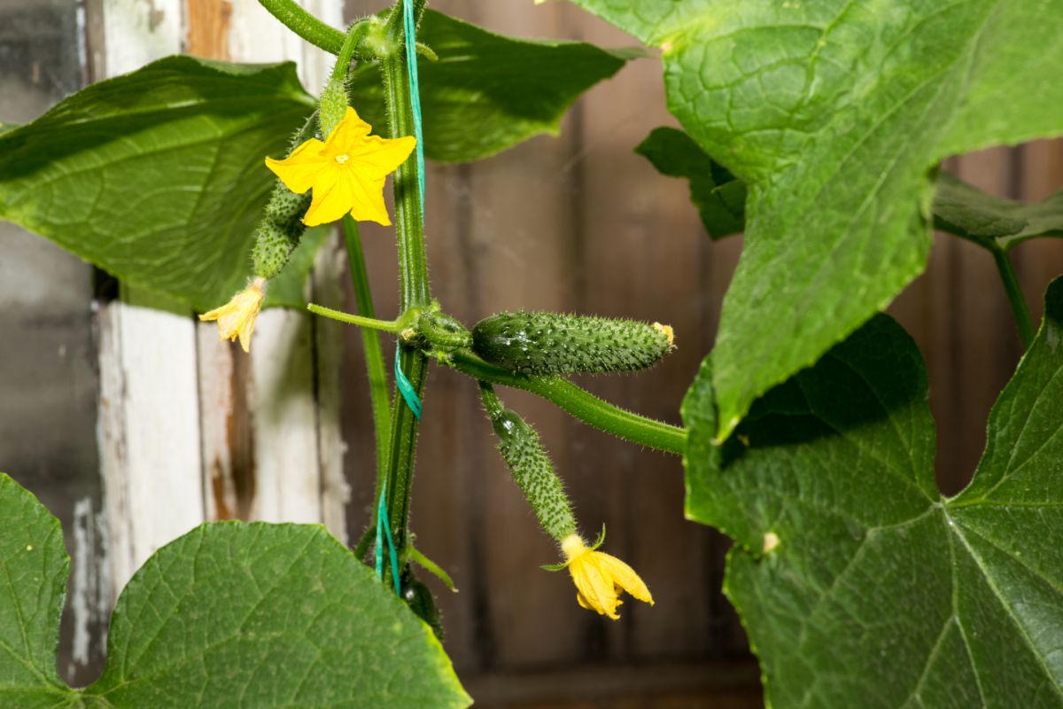 How To Grow Your Cucumbers On A Trellis