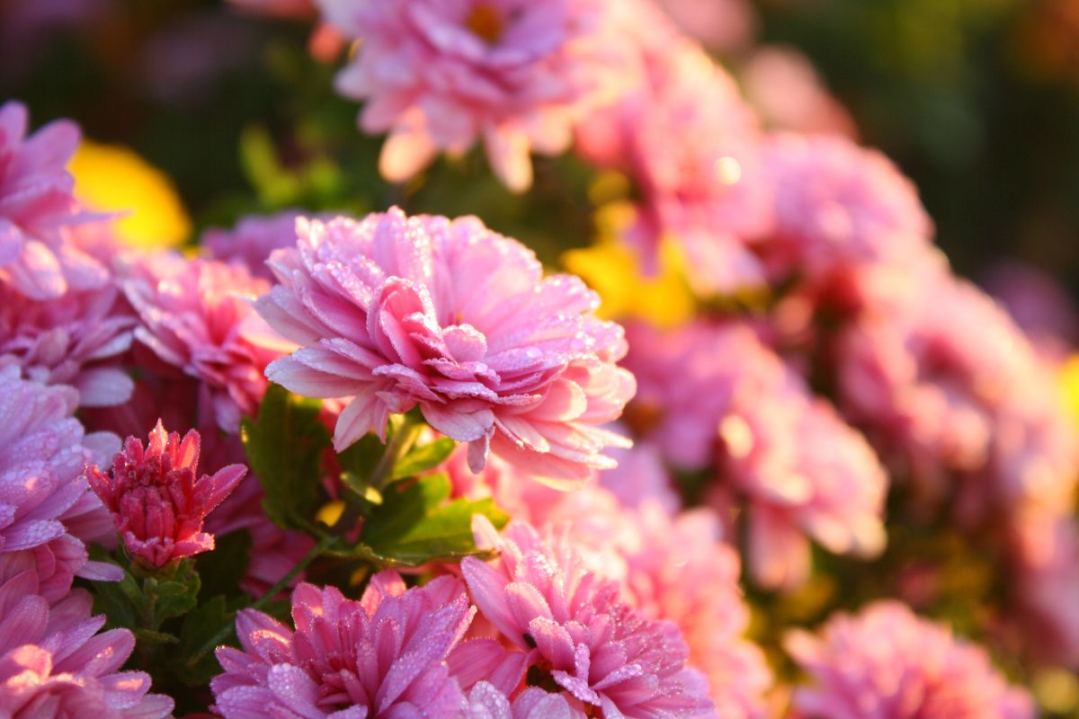 How To Revive Mums Flowers
