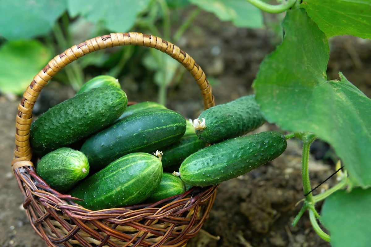 When to pick cucumbers