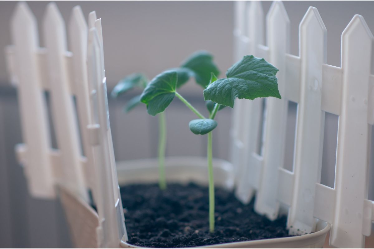 how to grow cucumbers in a pot