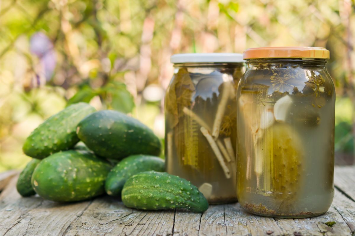 how to grow pickling cucumbers