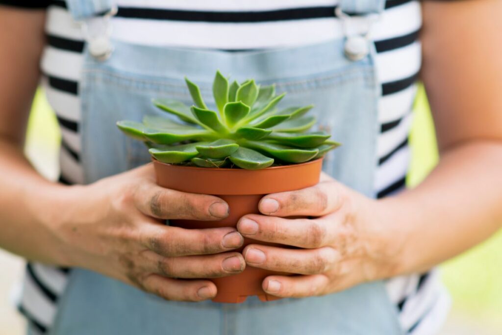 Can I Use Succulent Soil For Other Plants
