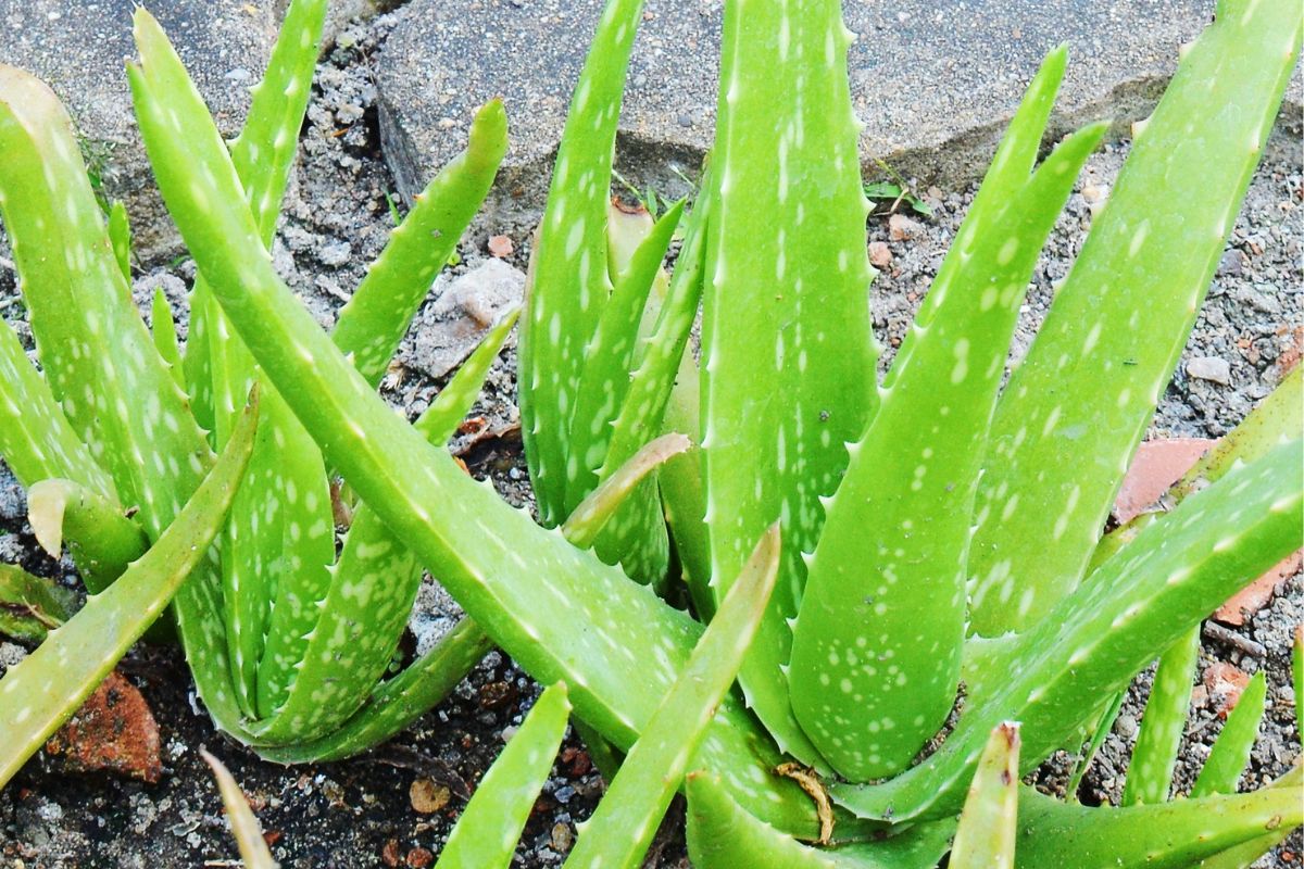 Common Aloe Vera Plant Problems