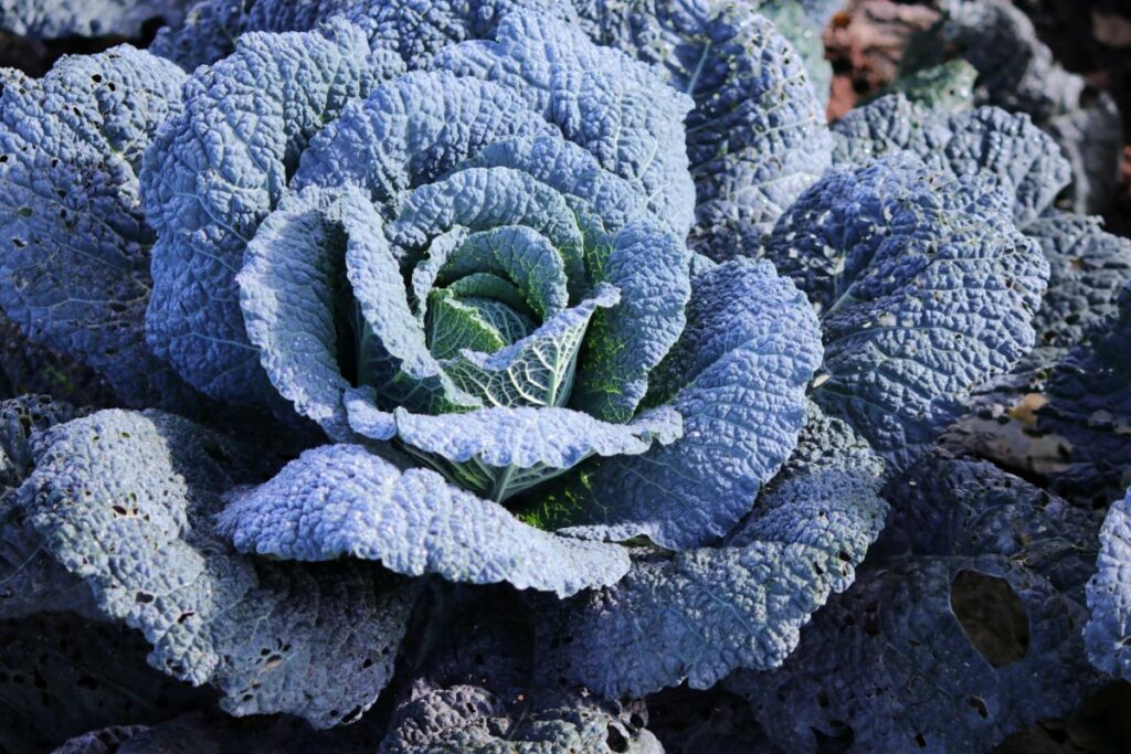 growing savoy cabbages