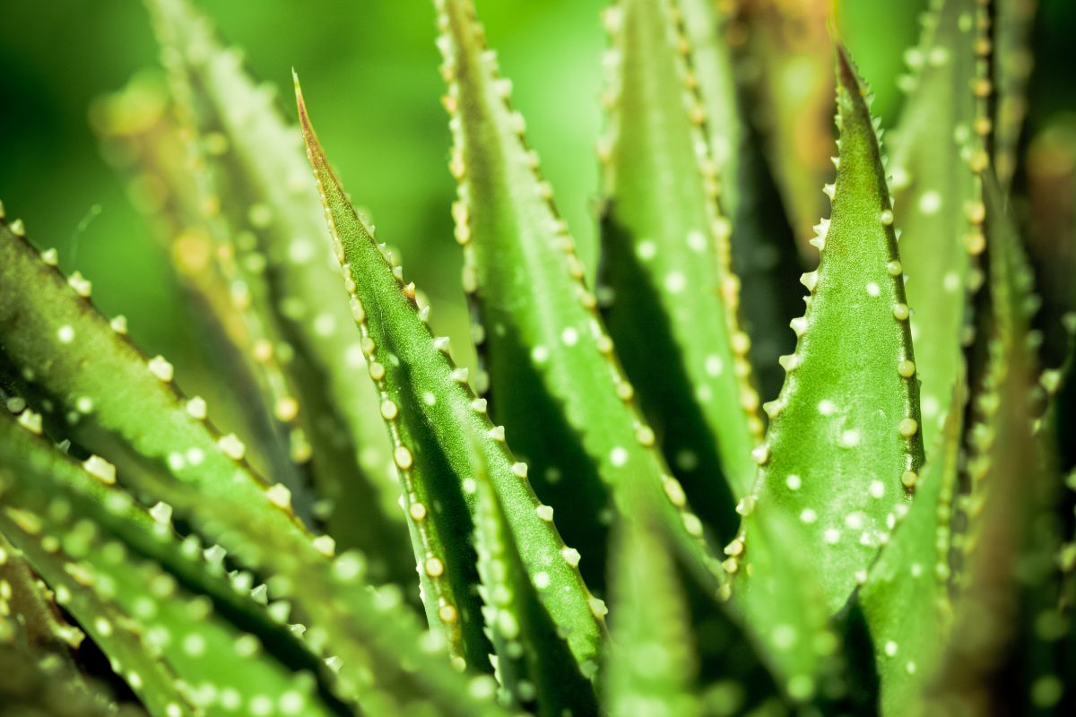 reviving an aloe vera plant with no roots