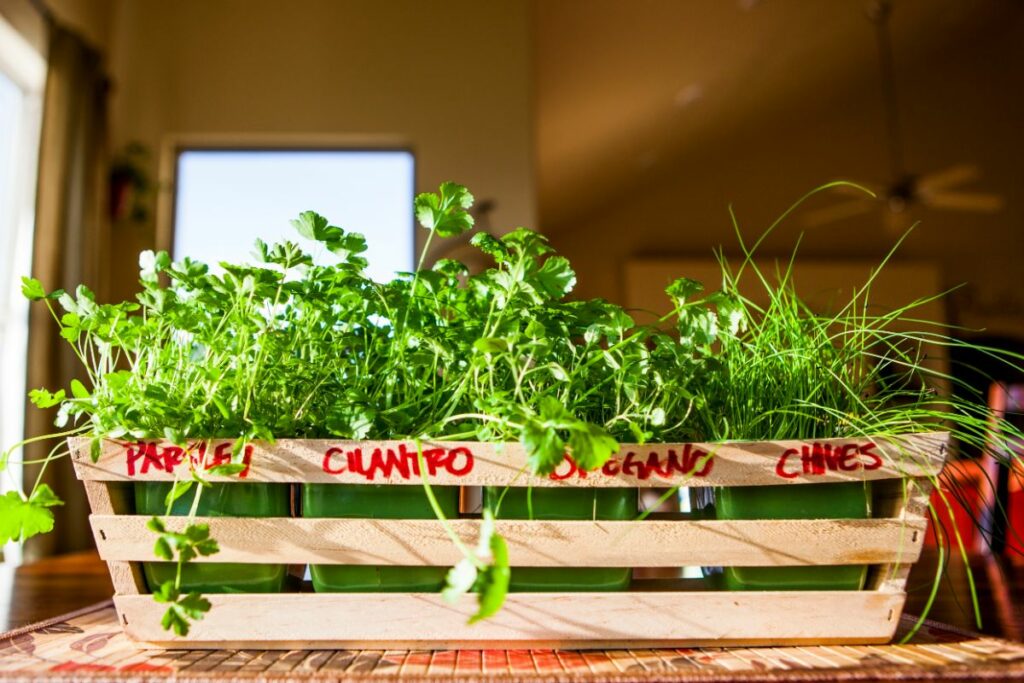 growing cilantro indoors