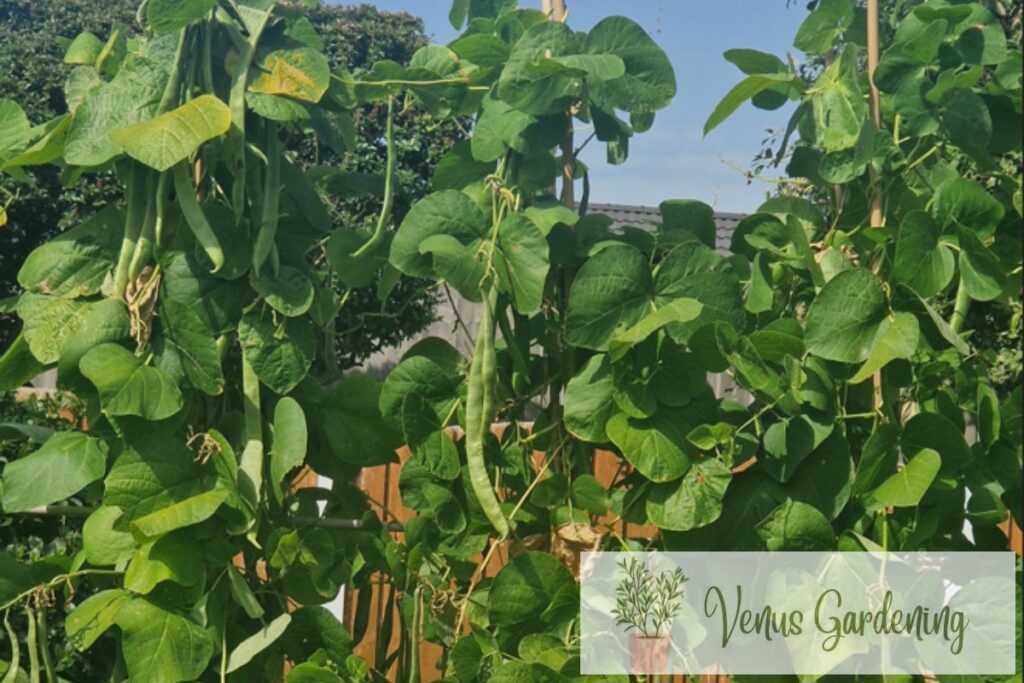 What is the Best Fertilizer for Runner Beans (1)