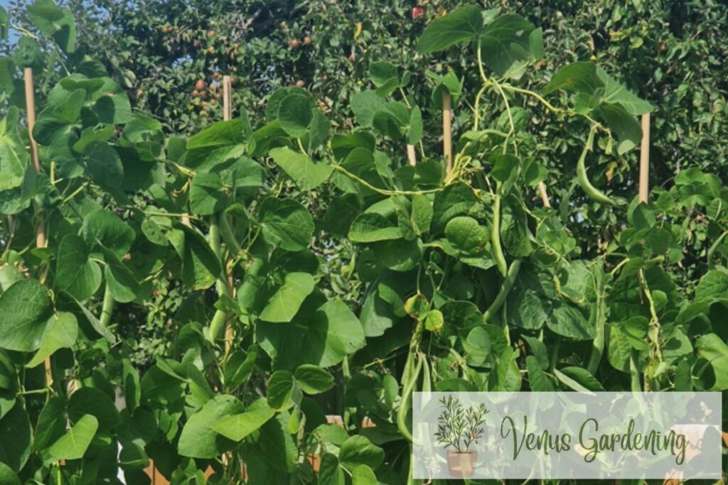 What is the Best Fertilizer for Runner Beans?