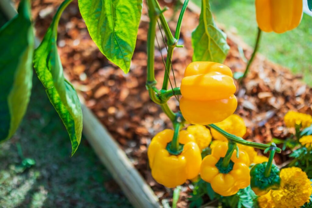 Can You Grow Bell Peppers From Store-bought Peppers