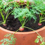 Growing Carrots In Containers