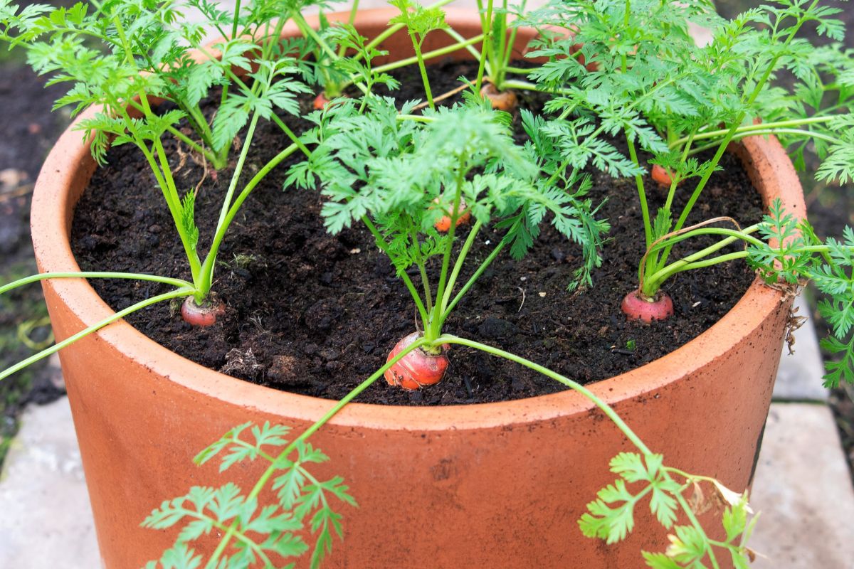 Growing Carrots In Containers