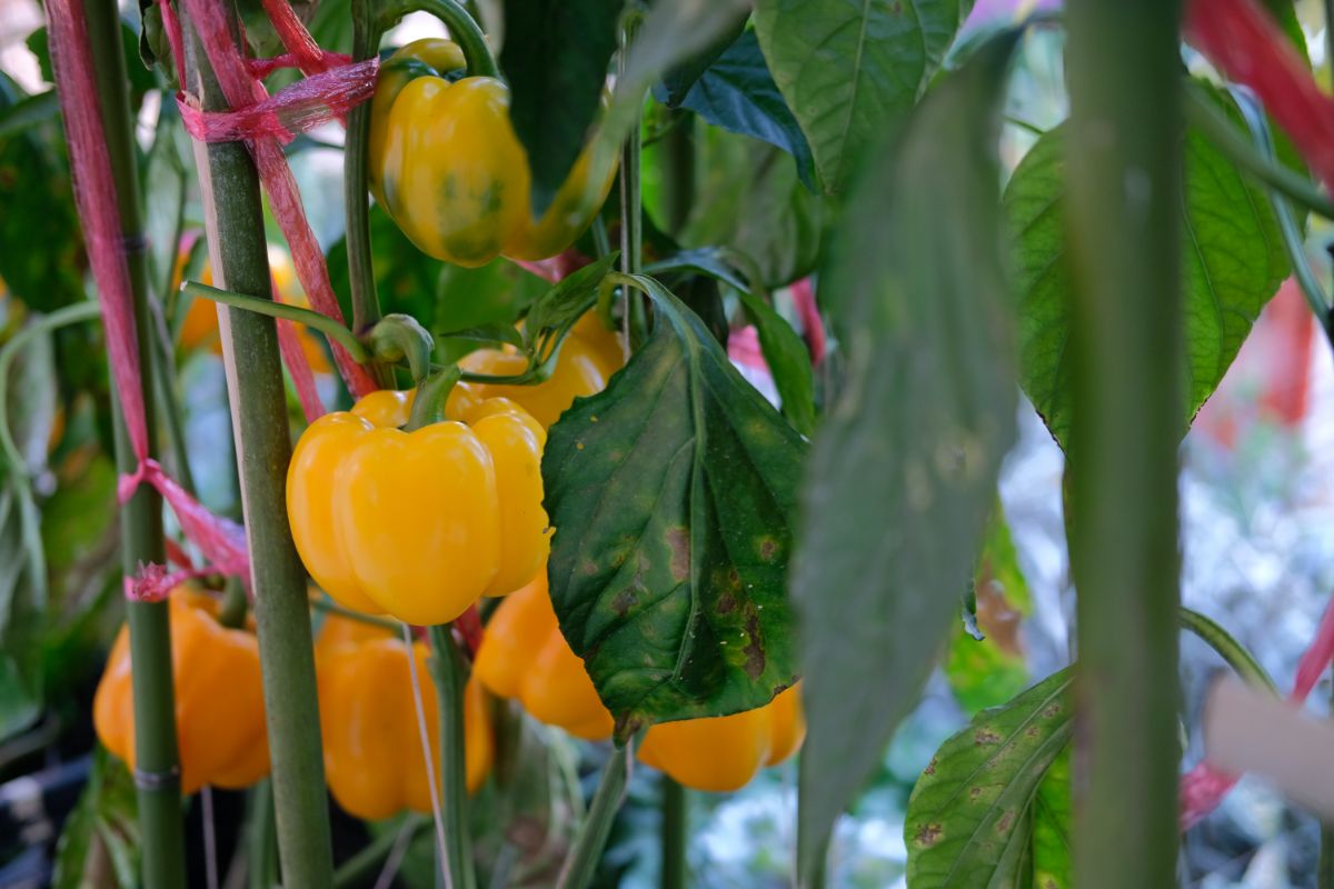 can you grow bell peppers from store bought peppers