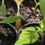 can you grow bell peppers in a pot