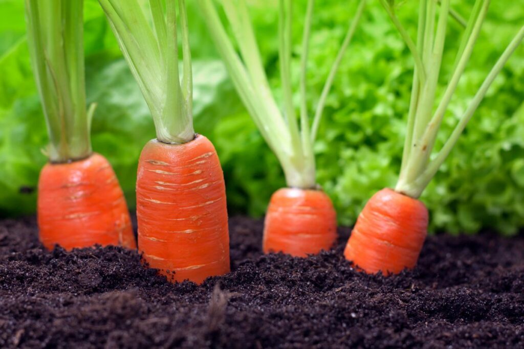 Growing Carrots From Seed