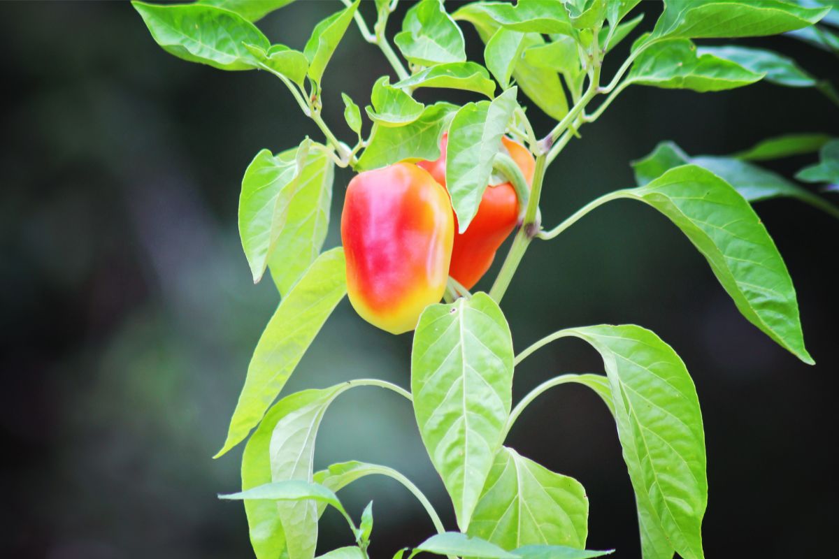 Can You Grow Bell Peppers Indoors